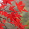 紅