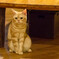 おすわり猫