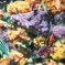 色を飾る魚たち