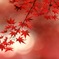 紅葉の写真