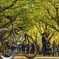 紅葉と自転車