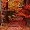 龍穏寺の紅葉