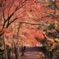 紅秋