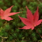 石山寺　紅葉