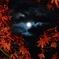 夜紅葉