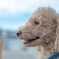 愛犬