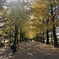国営昭和記念公園
