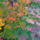 ソラードの紅葉