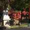 奈良公園の鹿