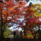 奈良公園の紅葉