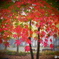彩 -Maple-