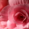 ピンクの花