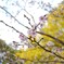 上野恩賜公園