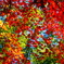 空一面の紅葉