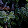 frost