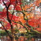 紅葉 永観堂