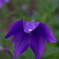 drop on purple