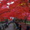 雨降山・大山寺2