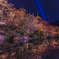 清水寺 紅葉 リフレクション
