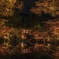 醍醐寺 紅葉 リフレクション