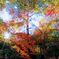 平林寺の紅葉（2018）