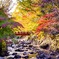 修善寺の紅葉