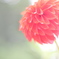 紅