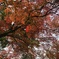 紅葉@平等院
