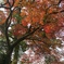 紅葉2@平等院