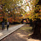 東漸寺　紅葉