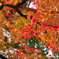 紅葉3@平等院