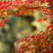 紅く染まる
