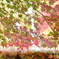 長瀞　紅葉3