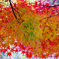 青残りの紅葉