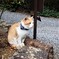 神社猫