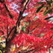 真っ赤な紅葉