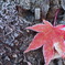 霜紅葉２