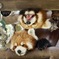 レッサーパンダ