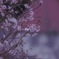 冬桜