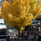 櫛田神社 大銀杏