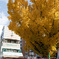 櫛田神社 大銀杏２