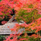 紅葉の茶室