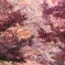 桜色もみじ