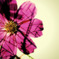 flower graffiti