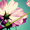 old flower petal