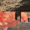 紅葉と三門を撮る