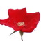一重の赤い薔薇