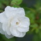 薔薇