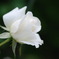 薔薇