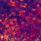 水紅葉